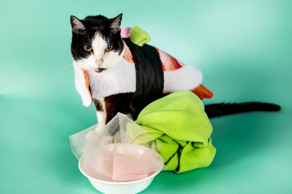 a black and white tuxedo cat sits staring down and away from the camera, dressed as a sushi with a bowl of "ginger" and a pile of "wasabi" in front of her